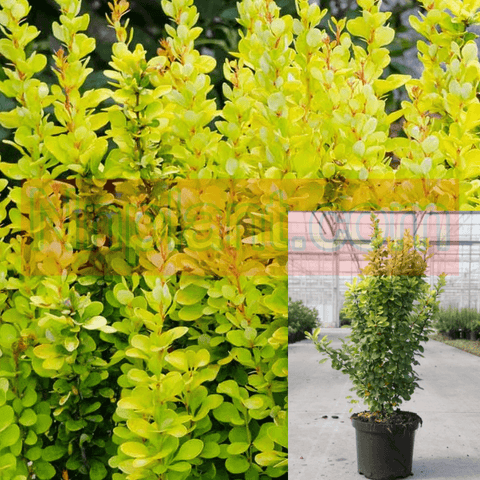 Berberis Thunbergii Aurea 1Gallon Berberis Thunbergii Aurea 1Gallon Golden Japanese Yellow Barberry Plant Perennial Live Plant Ho7