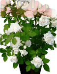 Rosa Meidiland White 5Gallon Shrub Roses Landscape Roses Shrub Groundcover Live Rose Plant Grho7A