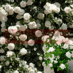 Rosa Meidiland White 5Gallon Shrub Roses Landscape Roses Shrub Groundcover Live Rose Plant Grho7A