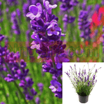 Lavandula Provence 1 Gallon Lavandin Inter Shrub Plant