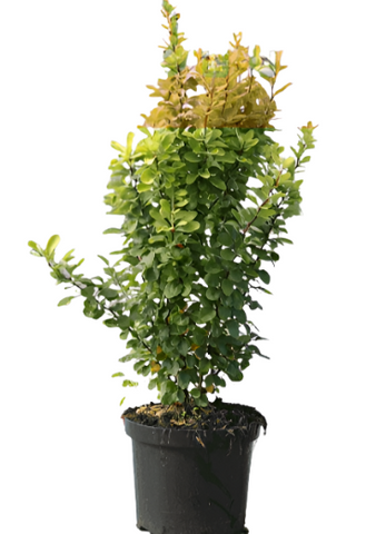 Berberis Thunbergii Aurea 5Gallon Golden Japanese Yellow Barberry Plant Perennial Live Plant Ho7