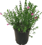 Salvia Greggii Pink 5 Gallon Cold Hardy Texas Sage Fr7 Autumn Bush Shrubs Live Plant