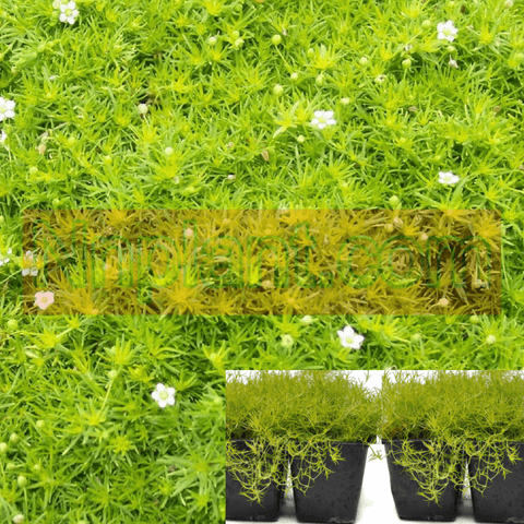 Moss Scotch Plant 3 inches Pot FourPacks Sagina Subulata Aurea Live Ground Cover Plant ht7