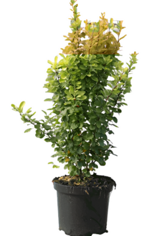 Berberis Golden Rocket 5Gallon Barberry Golden Rocket Shrubs Live Plant Fr7