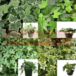 Combo Of 4 Groundcover Plant 3Inchespot Ivy Needlepoint Plant & Ivy Green Ripple Plant & Ivy Eva Variegated Live Plant Ht7
