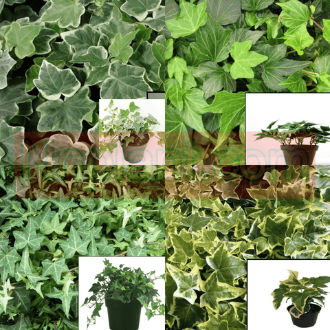 Combo Of 4 Groundcover Plant 3Inchespot Ivy Needlepoint Plant & Ivy Green Ripple Plant & Ivy Eva Variegated Live Plant Ht7