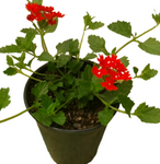 Verbena Peruviana Red 1 Gallon Homestead Vervain Canadensis Plant Flower Live Plant