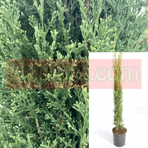 Cupressus Totem 5 Gallon Sempervirens Pot Pole Italian Cypress Live Plant Outdoor Fr7