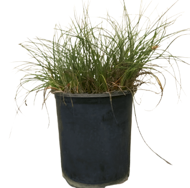 Muhlenbergia Rigens 1Gallon Deergrass Meadow Muhly Plant Grass Perennial Live Plant Frgr7