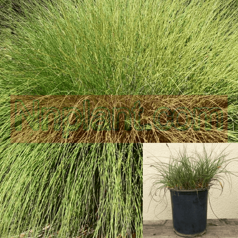 Muhlenbergia Rigens 1Gallon Deergrass Meadow Muhly Plant Grass Perennial Live Plant Frgr7