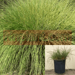 Muhlenbergia Rigens 5Gallon Deergrass Meadow Muhly Plant Grass Perennial Live Plant Gr7