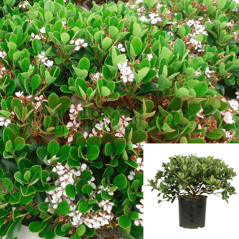 Rhaphiolepis Indica Clara 1Gallon Indian Hawthorn Plant Rhaphiolepis Indica Clara 1Gallon Shrub Live Plant Fgr7