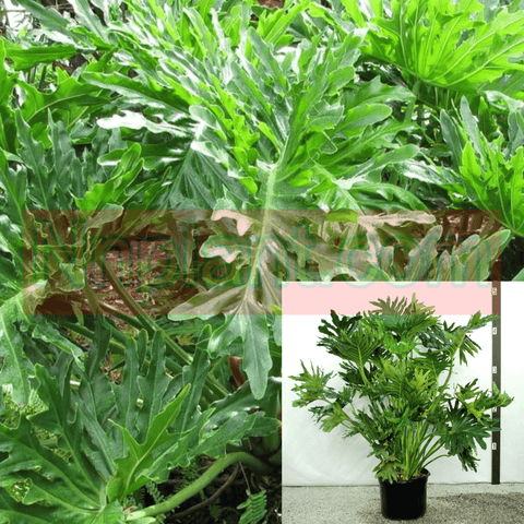 Philodendron Bipinnatifidum Plant 5Gallon 3Ft Cut Leaf Philodendron Plant Horsehead Philodendron House Live Plant Ht7 Best