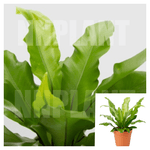 Bird Nest Fern Plant 16-26Inches 1 Gallon Ht7 Pot Asplenium Nidus Fern Live Plant