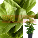 Ficus Lyrata Ficus Plant Fiddle Leaf Fig Fiddleleaf 18-26In 1 Gallon Tall Premium Ht7 Best