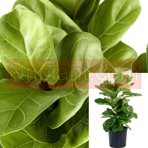 Ficus Lyrata Ficus Plant Fiddle Leaf Fig Fiddleleaf 18-26In 1Gallon Tall Premium Ho Ht7 Best