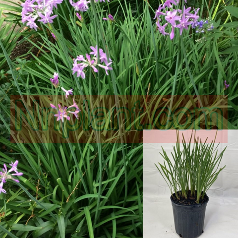 Tulbaghia Violacea Plant Society Garlic 1Gallon Tulbaghia Violacea Bushes Green Outdoor Live Plant Fht7