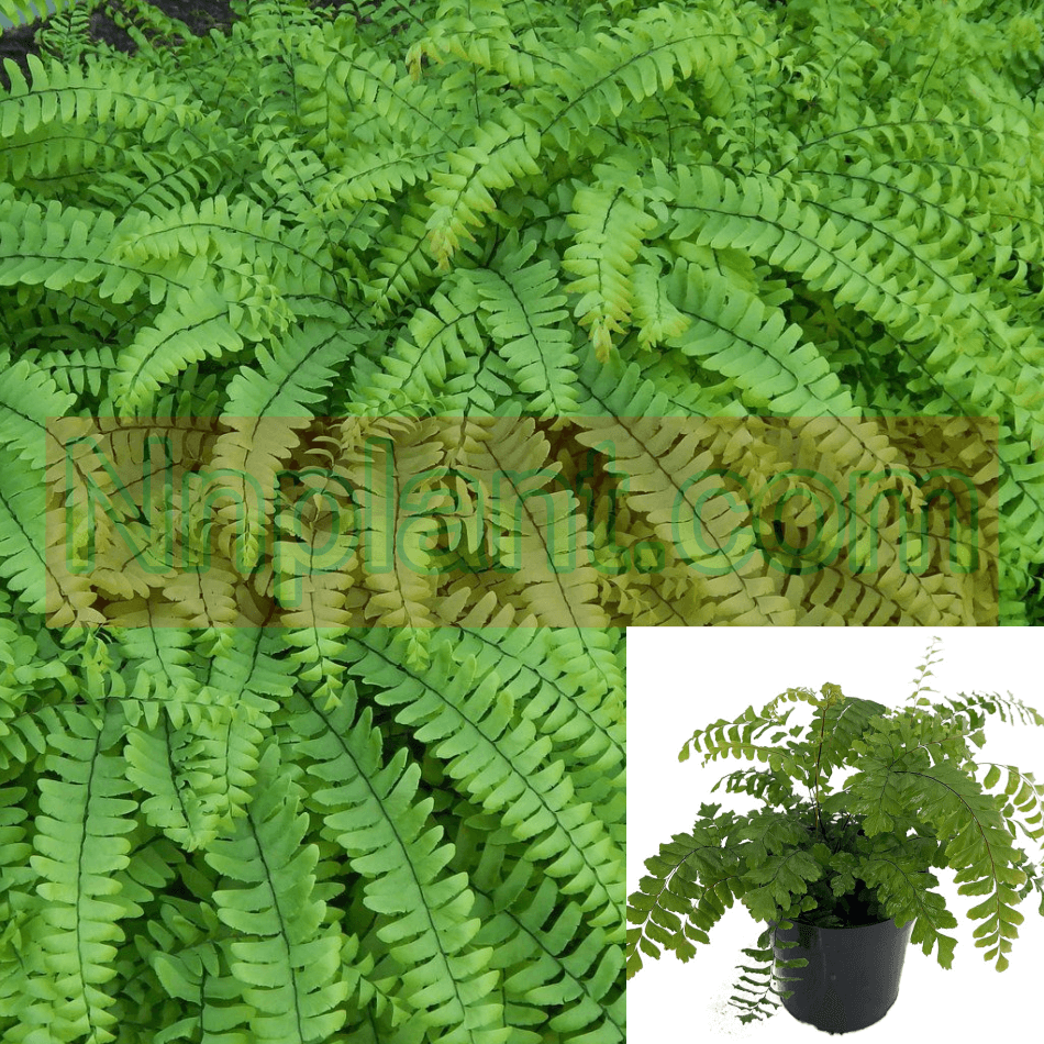 Fern Northern Maidenhair 6Inches Plant Adiantum Tenerum Pot Live Plant ...