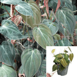 Philodendron 4Inches Plant Philodendron Micans Plant House Plant Large Micans Philodendron Vinelive Heartleaf Philodendr