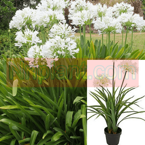 Agapanthus Africanus Little Dutch White 1Gallon Plant White African Lily 1Gallon White African Lily Live Plant Gg7