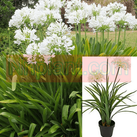 Agapanthus Africanus Rancho White 1Gallon Agapanthus Africanus Snowball Outdoor Live Plant Mr7