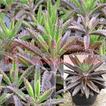 Kalanchoe Houghtonii Cactus Cactiucculent Rea 4Inches Pot Succulent Drought Tolerant Live Plant Ht7