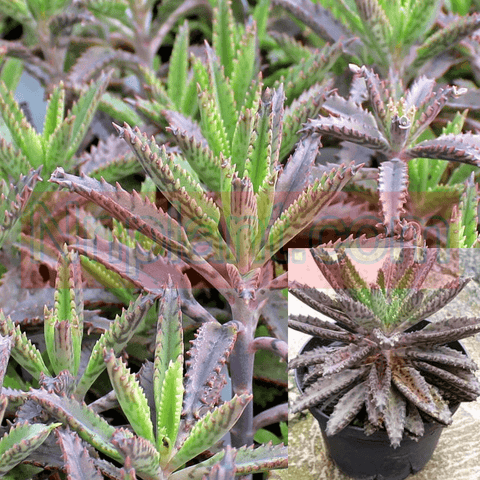 Kalanchoe Houghtonii Cactus Cactiucculent Rea 4Inches Pot Succulent Drought Tolerant Live Plant Ht7