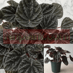 Ripple Peperomia Burgundy Black 4Inches Pot Plant Peperomia Caperata Black Live Ht7 Best