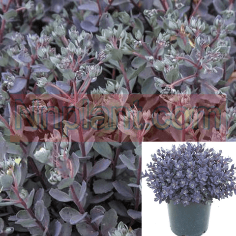 Sedum Blue Pearl 1Gallon Hylotelephium Blue Pearl Stonecrop Blue Succulent Live Plant Ht7