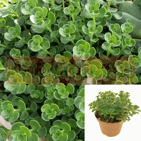 Sedum Kamtschaticum Glitterbug 1Gallon Pot Sedum Spurium Plant Succulent Outdoor + Live Plant Ho7
