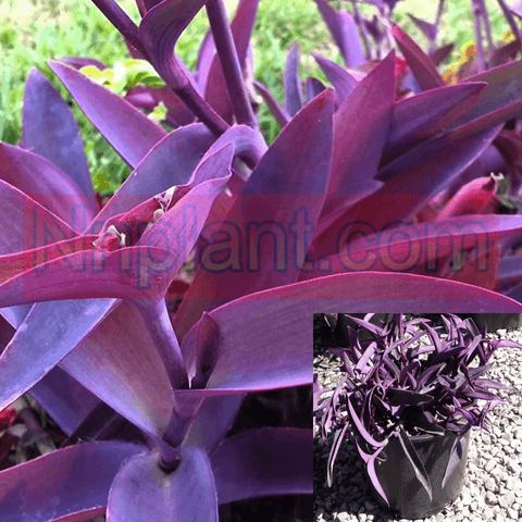 Purple Heart Plant 6Inches Pot Indoor Houses Air Purifying Shrub Succulent Drought Tolerant Groun Ht7 Best