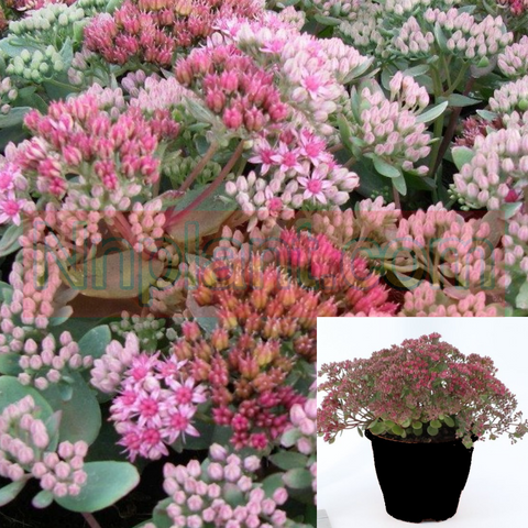 Sedum Vera Jameson 1Gallon Sedum Vera Jameson Gardend Blue Pink Rocky Garden Flowerings Succulent Live Plant Mr7