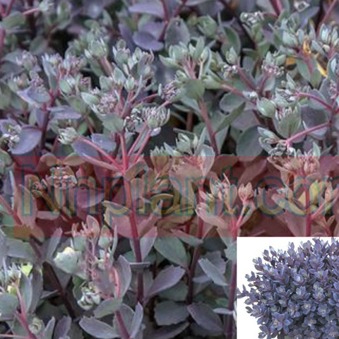 10 Cuttings Sedum Succulent Blue Pearl Stonecrop Hylotelephium Blue Pearl Stonecrop Blue 3 Long Plant Not Rooted