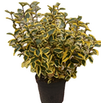 Elaeagnus Ebbingei Gilt Edge 5Gallon Elaeagnus Ebbingei Gild Edge Silverberry Ebbings Silver Berry Live Plant Ht7 Best