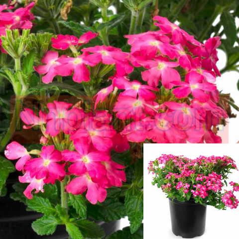 Verbena Firehouse Pink Plant 1Gallon Pot Verbena Peruviana Pink 1Gallon Outdoor Live Plant