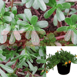 Rau Sam Plant 4Inches Pot Portulaca Oleracea Plant Common Purslane Live Plant Ht7
