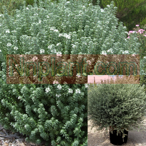 Westringia F Wynyabbie Gem 1Gallon Westringia Fruticosa Wynyabbie Gem Plant Coastal Rosemary Outdoor Live Plant Fr7