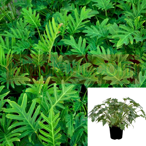 Philodendron Xanadu 1 Gallon Plant Thaumatophyllum Xanadu Plant Houseplant Live Plant Ht7