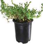 Baccharis Pigeon Point 1Gallon Dwarf Coyote Bush Baccharis Pilularis Coy Live Plant