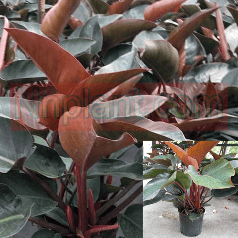 Red Congo Plant 1Gallon Big Leaf Elephant Ear Plant Rojo Congo Philodendr Plant Red Elephant Indoor Live Plant Ht7 Best