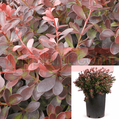 Berberis Crimson Pygmy Plant Crimson Pygmy Japanese 5Gallon A+ Live Plant Fr7