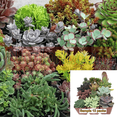 12 Cuttings Mix Succulent And Stonecrop Succulents Cuttings Hot Sale
