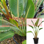 Strelitzia Nicolai 5Gallon Pot Strelitzia Nicolai Live Plant Outdoor Ho7