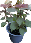Perilla Frutescens Green Purple Leaf Japanese Herdbal Plant Var Crispa Tia To Shiso Leaf Akajiso 1 Gallon Live Plant Ht7