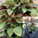 Perilla Frutescens Green Purple Leaf Japanese Herdbal Plant Var Crispa Tia To Shiso Leaf Akajiso 1Gallon Live Plant Ht7