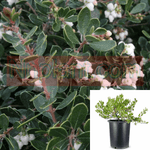 Arctostaphylos Emerald Carpet 1Gallon Emerald Carpet Manzanita 1Gallon Live Plant Gr7A