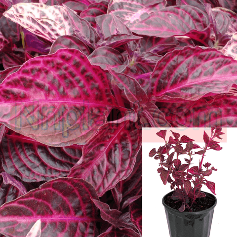 Iresine Red Plant 4Inches Pot Herbst Bloodleaf Plant Rare Beefsteak Live Plant Ht7
