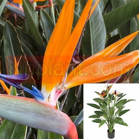 Strelitzia Reginae 5Gallon Flower Orange Flower Bird Of Paradise Perennial Plant Flower Live Plant 3 4 Mf7 Ht7 Best