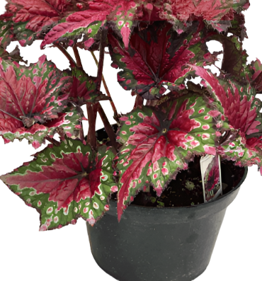 Angel Wing Rare Begonia Red And Green Plant Dragon Wings Begonia Live Plant 8Inches Pot Indoor ht7