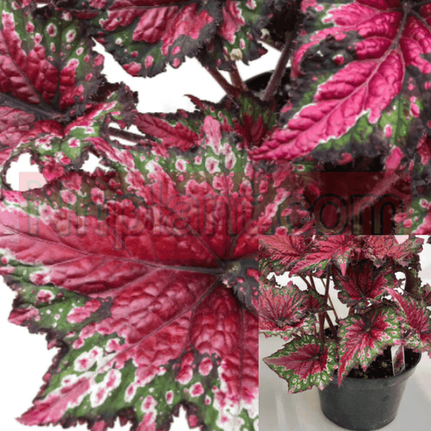 Angel Wing Rare Begonia Red And Green Plant Dragon Wings Begonia Live Plant 8Inches Pot Indoor ht7